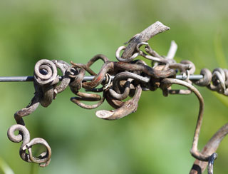 vine tendrils